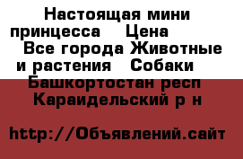 Настоящая мини принцесса  › Цена ­ 25 000 - Все города Животные и растения » Собаки   . Башкортостан респ.,Караидельский р-н